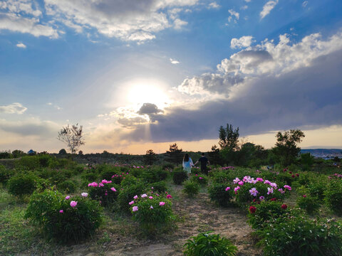 Creating a Cutting Garden: Grow Your Own Bouquets