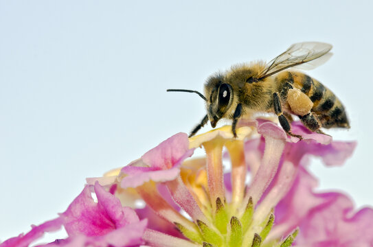 Creating a Pollinator-Friendly Flower Garden