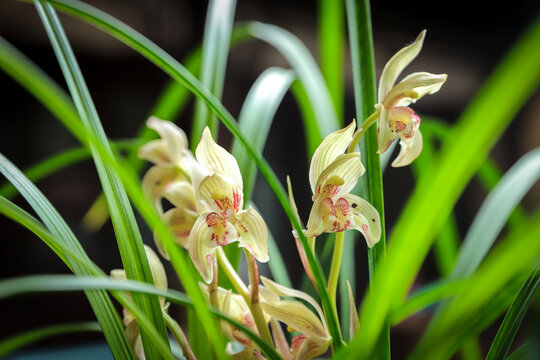 Indoor Orchid Care Essentials: Keep Your Orchids Thriving