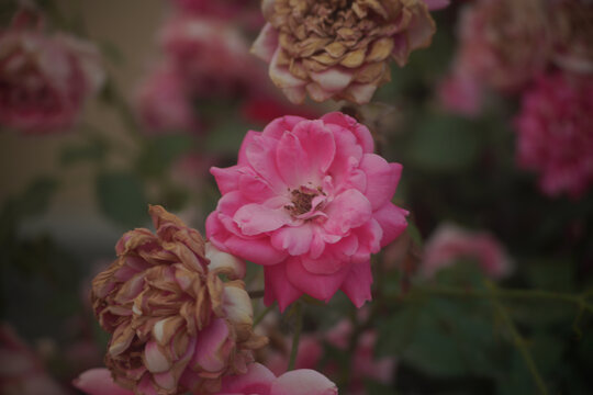 Understanding Plant Health Signs: What Your Flowers Are Telling You