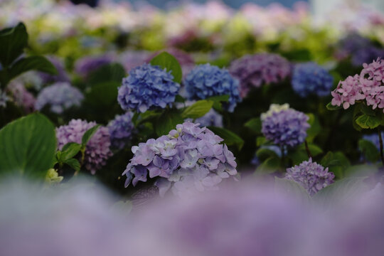 Hydrangea Care: Complete Guide to Growing Stunning Blooms