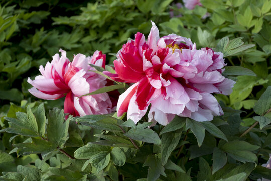 Growing Peonies: A Guide to These Garden Treasures