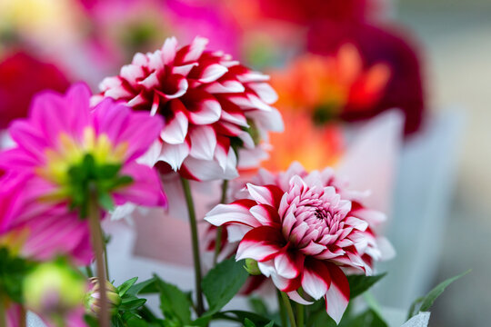 Dahlia Growing and Care: From Tuber to Spectacular Blooms