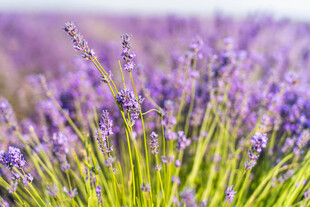 Growing Lavender: Fragrant Beauty for Your Garden