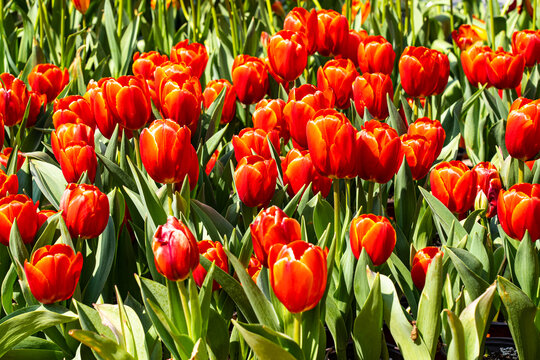 Spring Bulb Planting Guide: Tulips, Daffodils & More