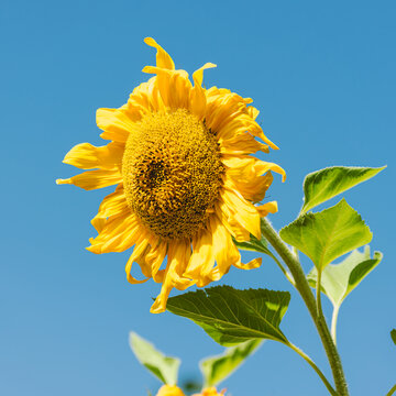 Summer Flower Garden Guide: Beat the Heat