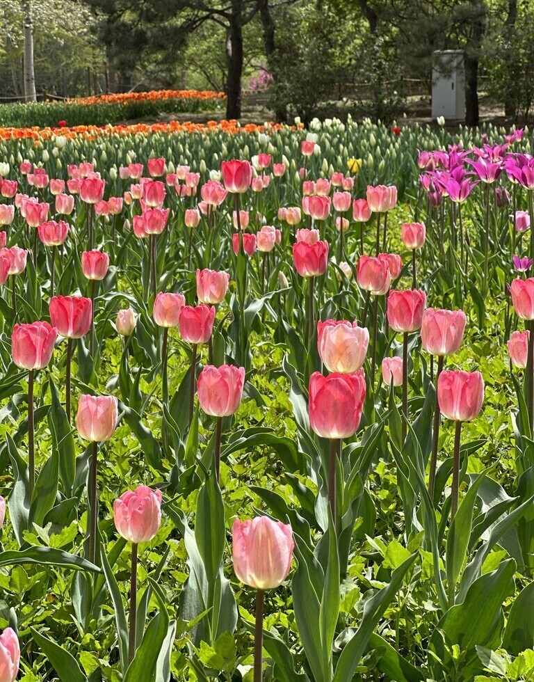 Beautiful flower garden