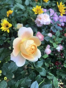 Getting Started with Rose Gardening: A Beginner's Complete Guide