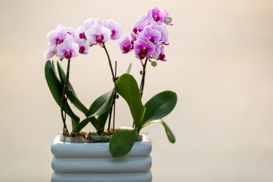 Container Gardening with Flowers: Beauty in Small Spaces