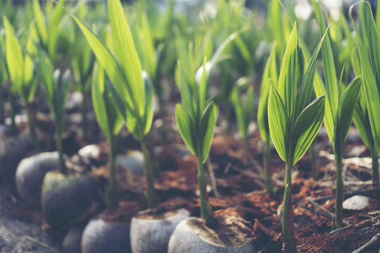 Seed Starting Guide: Growing Flowers from Scratch